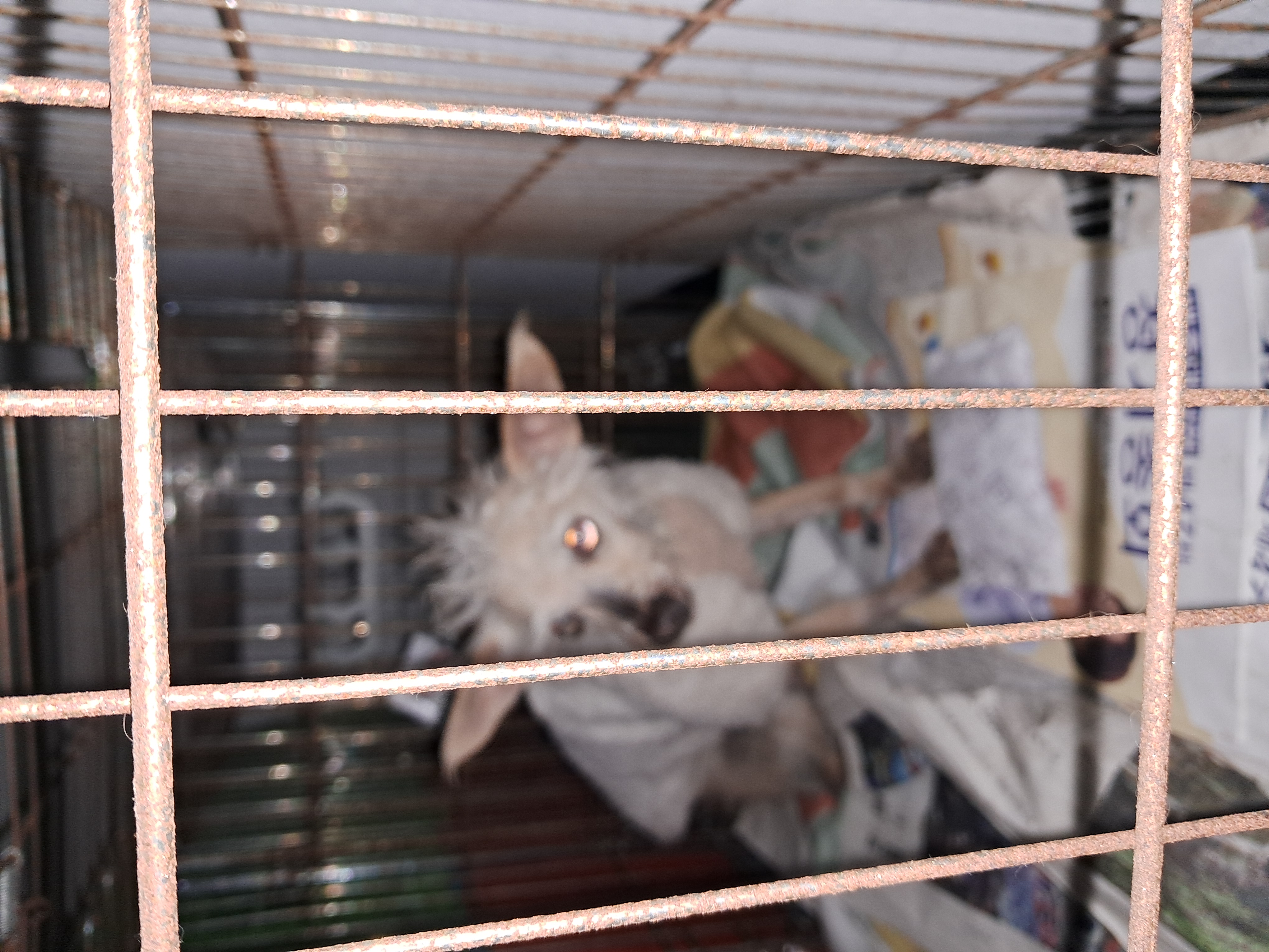 영선지구대 인근 자동차정비소에서 포획된 강아지 사진2